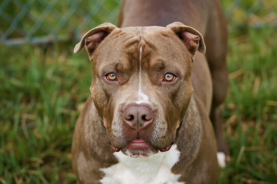 Brown pitbull terrier gazes intently forward in green grassy yard. Dog muscular build, intelligent yellow eyes, white chest markings. Looks alert, possibly guarding home. Energetic canine friend