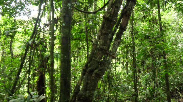 Walking through a tangle of lianas in tropical rainforest. In Yasuni National Park, Orellana province, Ecuador