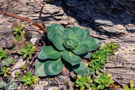 Green perennial succulent rosette growing on layered rock surface with minimal soil