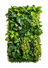 Obraz premium PNG Lush vertical garden display