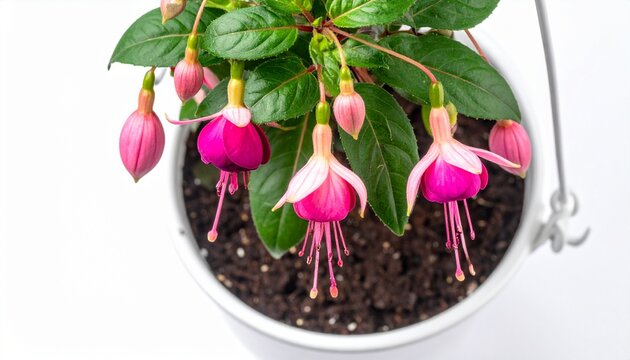 Vibrant pink and magenta fuchsia flowers bloom beautifully in a hanging white pot, showcasing their elegant, delicate petals and green foliage against a bright background