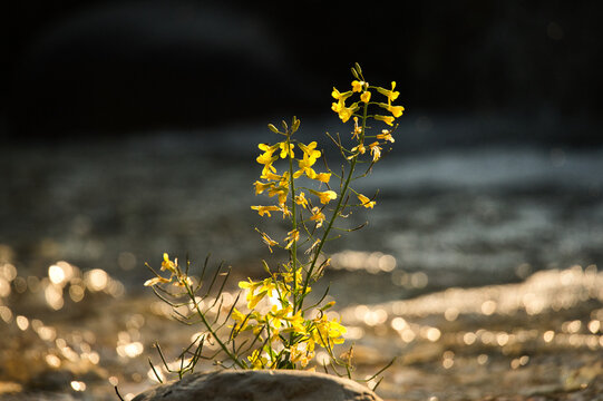 yellow flowers on the groundWild mustard (Sinapis arvensis L.) is an annual herbaceous plant of the Brassicaceae family, spread spontaneously in the fields and uncultivated soils throughout Italy.