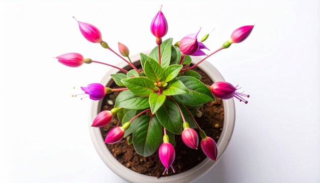 Beautiful Fuchsia Plant with Pink and Purple Flowers in a Pot