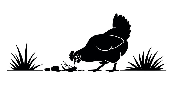 Black silhouette of a hen pecking at a bug in the grass chicken bird fowl in white background
