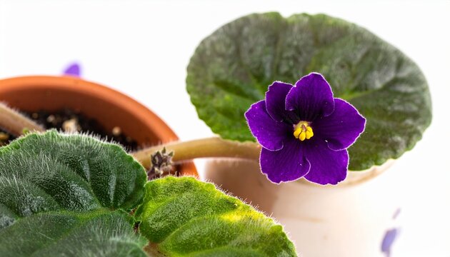 Close-up of a vibrant purple African Violet flower with fuzzy green leaves in a terracotta pot