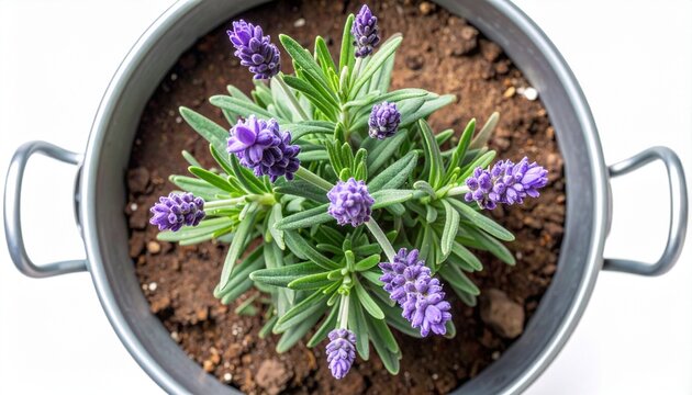 Vibrant Potted Lavender Plant Displaying Beautiful Purple Blooms and Lush Green Foliage in a Rustic Metal Container