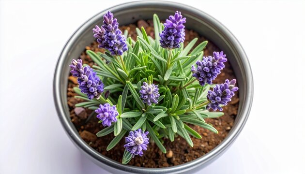 Vibrant Potted Purple Flower Plant with Lush Green Leaves, Bringing a Touch of Natural Beauty Indoors