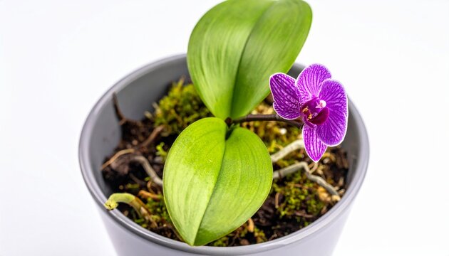 A delicate purple orchid bloom with green leaves in a simple grey pot against a bright white background