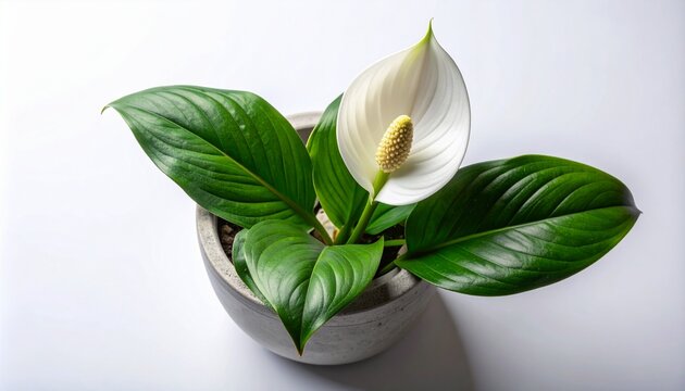 Lush Peace Lily houseplant in a minimalist concrete pot, showcasing its striking white bloom and glossy dark green leaves against a pristine white background