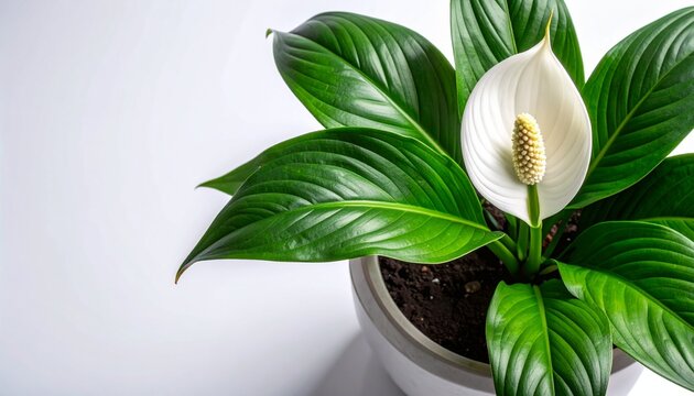 Beautiful white peace lily flower blooming in a pot on a white background