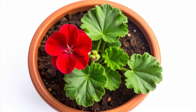 Vibrant Red Geranium Blossom in Terracotta Pot, Top-Down View on White Background, Showcasing Freshness