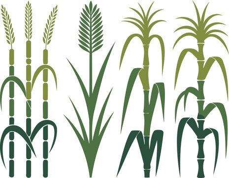 Green bamboo plants and other tropical grasses with long leaves and stems illustration collection