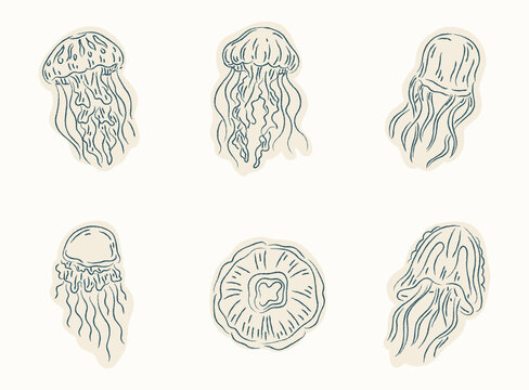 Hand drawn doodle collection of six jellyfish varieties with detailed tentacles and organic forms, ideal for ocean, marine, nature, and decorative design content.