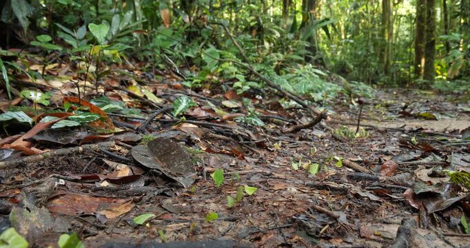 Trail of Leaf Cutter Ants (Atta sp.) on the rainforest floor. Carrying pieces of cut leaves to their nest. In pristine rainforest, Yasuni National Park, Orellana province, the Ecuadorian Amazon.