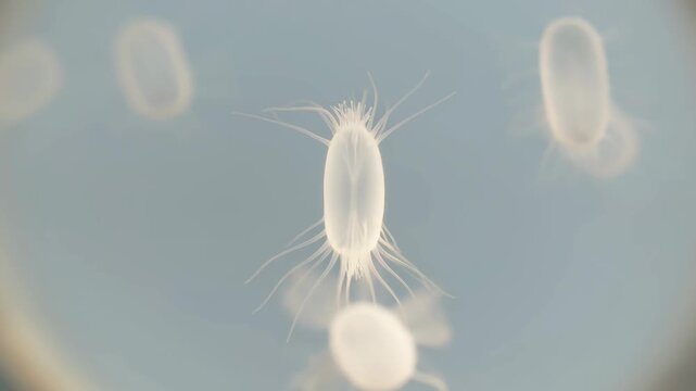 Microscopic view of translucent oval-shaped microorganisms with hair-like appendages moving gracefully in a liquid medium, showcasing biological motility and microscopic life footage