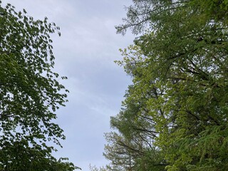 Fototapeta premium 木, 空, 自然, 森, 緑, 葉, サマー, 太陽, 木の葉, 白樺, シラカバ, 枝, 漫画, 集中線, 風景, 太陽光, カバノキ, ブランチ, 公園, 松, 雲, 植える, 季節, 花, Tree, sky, nature, forest, green, leaves, summer, sun, tree leaves, birch, white birch, branches, car