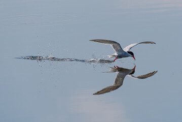 A common tern (Sterna hirundo) flying low over the water of Federsee drinking leaving water droplets and a nice reflection © radarman70