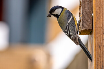 A great tit hanging outside a nesting box with a freshly caught spider in its beak for the hungry youngsters. © radarman70