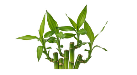 Fototapeta premium Vibrant bamboo plantation with vertical green leaves and stems in fragmented composition