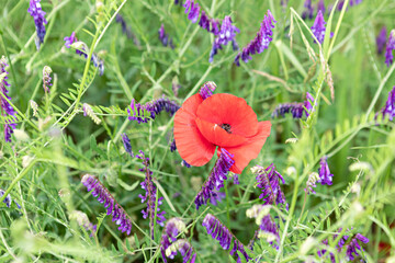 bouquet de fleurs champêtre © christine