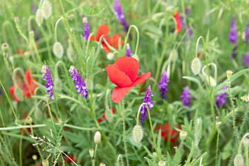 bouquet de fleurs champêtre © christine