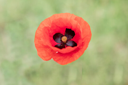 coquelicot solitaire
