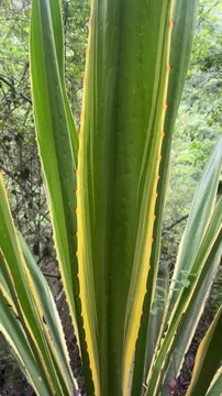 Close-up of sharp spiky agave plant leaves with yellow edges in nature