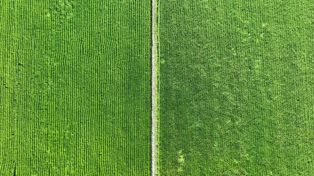 Top down aerial view of straight path crossing green rice field.