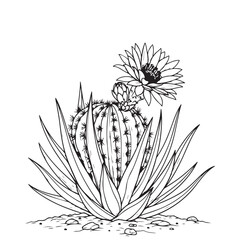 Line art illustration of a blooming cactus with agave plant and desert stones © Zulfa