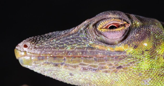 Spotted Green Anole (Anolis punctata) Close-up of head. From rainforest in Yasuni National Park, Orellana province, in the Ecuadorian Amazon.