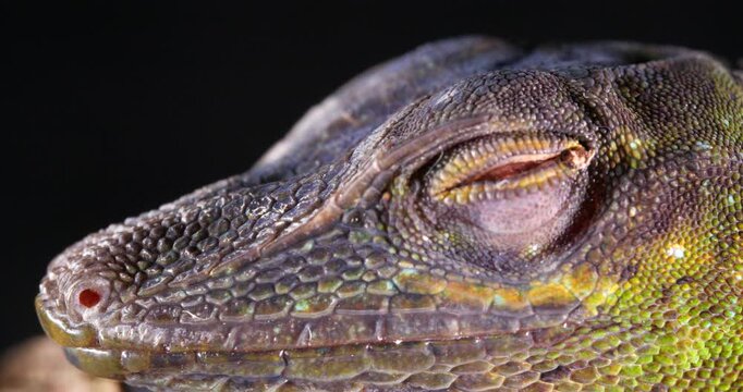Spotted Green Anole (Anolis punctata) Close-up of head. From rainforest in Yasuni National Park, Orellana province, in the Ecuadorian Amazon.