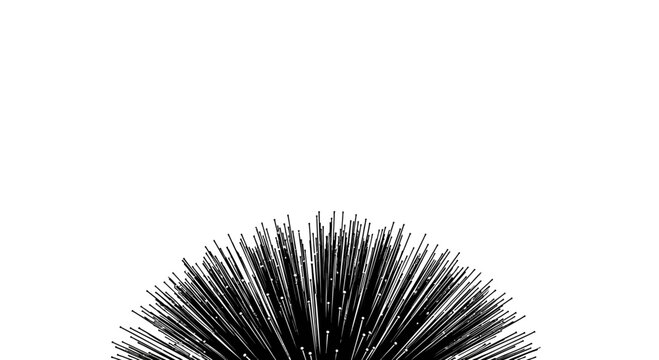 A close up view of a spiky black sea urchin against a white background.