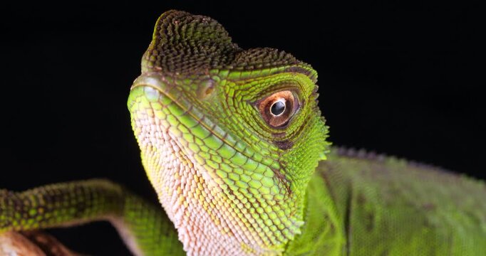 Amazon forest dragon (Enyalioides laticeps), close-up of head. From rainforest in Yasuni National Park, Orellana province, in the Ecuadorian Amazon.