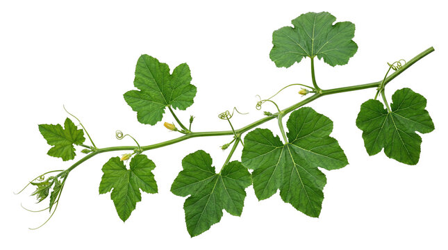 Vibrant green pumpkin vine with lobed leaves, fresh vegetable plant creeper, organic garden foliage for botanical design and agriculture isolated PNG with Transparent Background