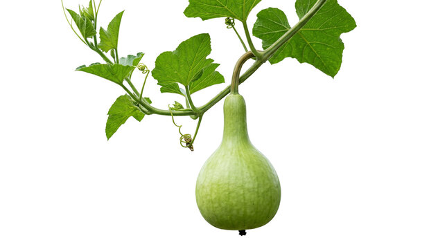 Fresh green calabash hanging on vine, organic bottle gourd with lush leaves, raw vegetable growing in garden, natural luffa plant isolated PNG with Transparent Background