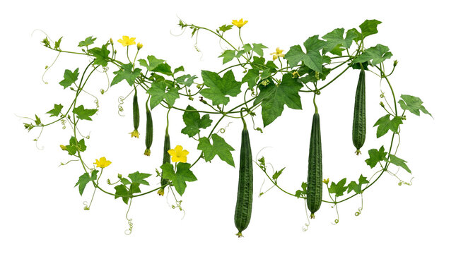 Fresh green luffa plant with yellow flowers, organic sponge gourd vine with hanging vegetables, climbing luffa aegyptiaca plant for gardening isolated PNG with Transparent Background
