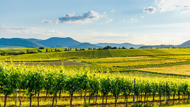 Rows of green grapevines stretch across the landscape in the countryside at sunset in a vineyard