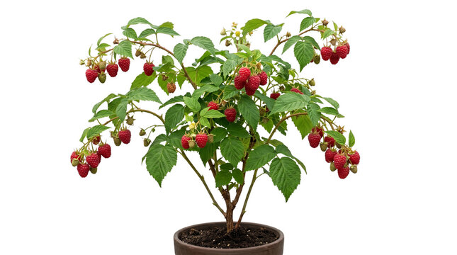 Fresh raspberry bush with ripe red berries in a pot, organic garden fruit plant, homegrown raspberry shrub with green leaves isolated PNG with Transparent Background