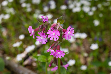 Fototapeta premium Colorful Wildflowers Bloom in a Forest During Springtime Near a Wooded Area