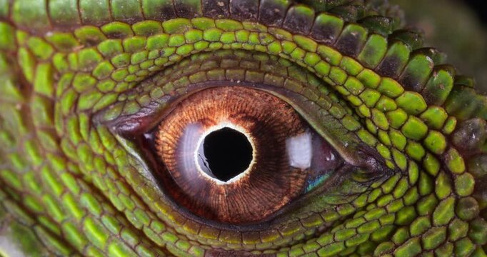 Amazon forest dragon (Enyalioides laticeps), close-up of eye. From rainforest in Yasuni National Park, Orellana province, in the Ecuadorian Amazon.