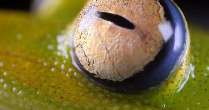 Close up of eye of the  Rough skinned green treefrog (Boana cinerascens). From rainforest in Yasuni National Park, Orellana province, in the Ecuadorian Amazon.
