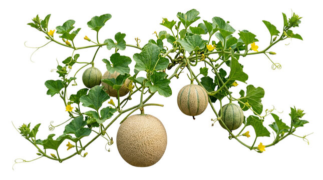 Fresh cantaloupe melon vine with green leaves and yellow flowers, organic muskmelon plant growing in garden, ripe and unripe melons on branch isolated PNG with Transparent Background