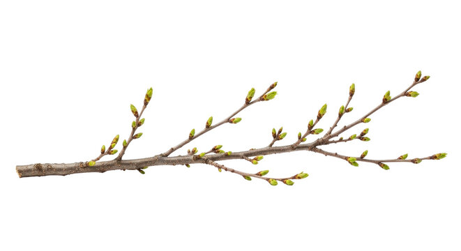 Geometric abstract branches with overlapping triangular patterns in yellow and brown shades
