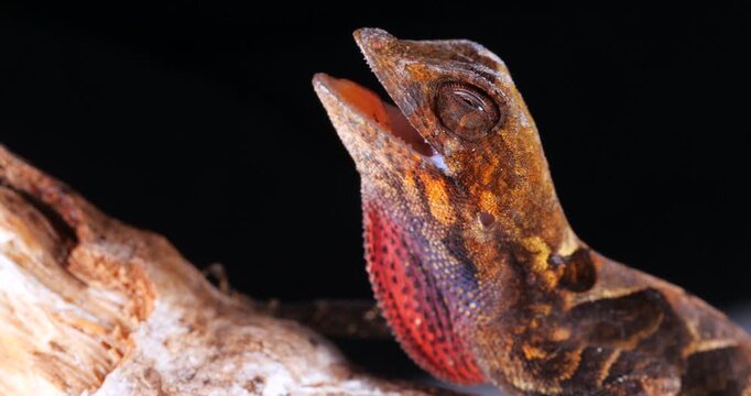 Yellw-tongued Anole lizard (Anolis scypheus) closes its eyes. From rainforest in Yasuni National Park, Orellana province, in the Ecuadorian Amazon.