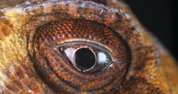 Yellow-tongued Anole lizard (Anolis scypheus) opening its eye. From rainforest in Yasuni National Park, Orellana province, in the Ecuadorian Amazon.