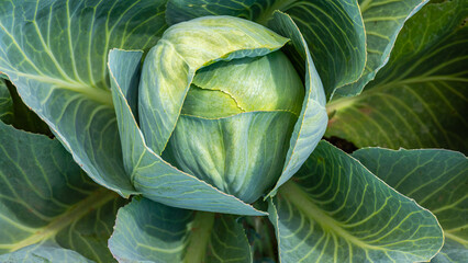 Fototapeta premium Cabbage growing in a garden setting during daylight hours