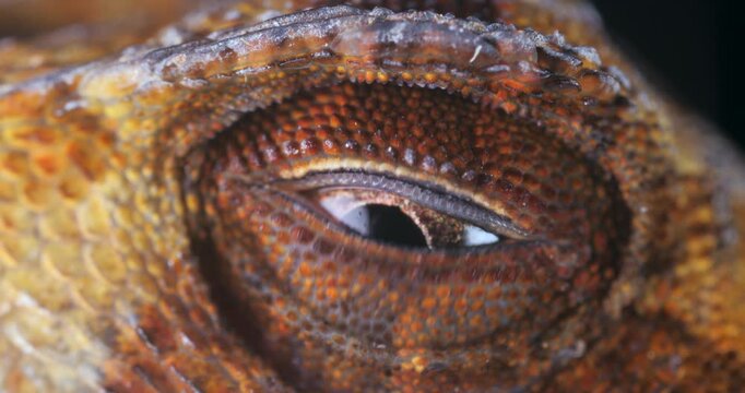 Yellow-tongued Anole lizard (Anolis scypheus) opening its eye. From rainforest in Yasuni National Park, Orellana province, in the Ecuadorian Amazon.