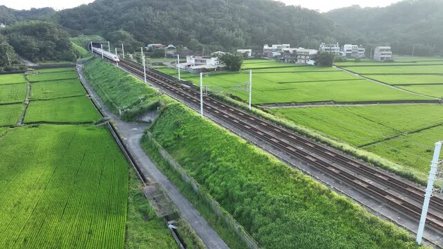 High speed train passing through green rice fields.