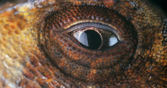 Yellow-tongued Anole lizard (Anolis scypheus) opening its eye. From rainforest in Yasuni National Park, Orellana province, in the Ecuadorian Amazon.