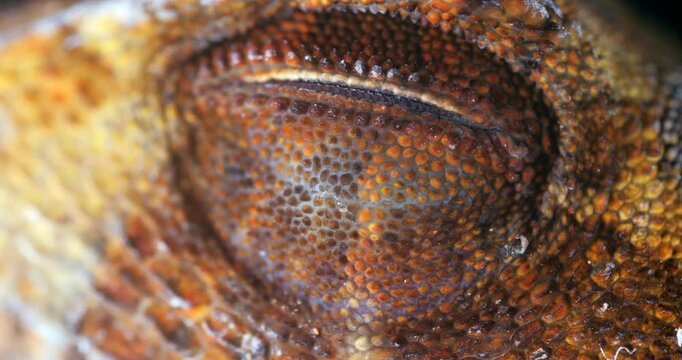 Yellow-tongued Anole lizard (Anolis scypheus) opening its eye. From rainforest in Yasuni National Park, Orellana province, in the Ecuadorian Amazon.